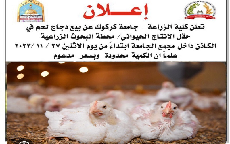 إعلان/ بيع دجاج لحم في حقل ...